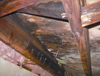 mold and rot in a Halifax crawl space