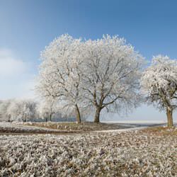Frost covering trees and a grassy field in North Sydney