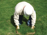 Restoring the landscaping by replacing removed lawn sections for a Truro home.