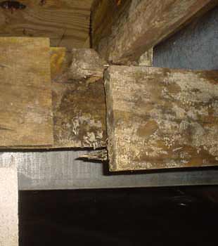 Extensive basement rot found in Fredericton by Ridgeback Basement Systems
