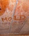 The word mold written with a finger on a moldy wood wall in Sydney