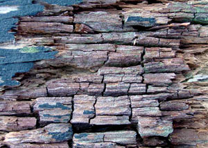Dry rot damaging wood in Bridgewater