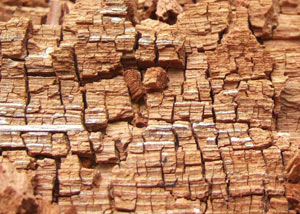 Wood severely damaged by dry rot damage in Kentville