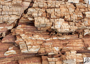 Dry rot damage on wood in Amherst