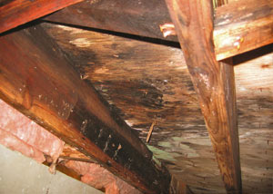 Extensive crawl space rot damage growing in New Minas