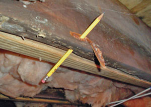 Destroyed crawl space structural wood in Miramichi