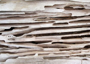 Carpenter ant tunnels and galleries in structural wood in a New Minas home