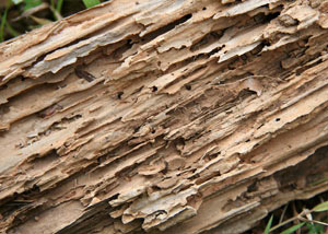 Termite-damaged wood showing rotting galleries outside of a Amherst home