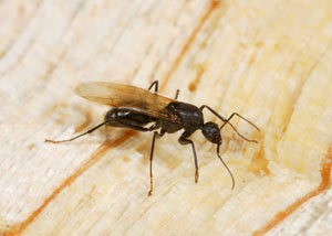 Closeup of a carpenter ant breeder in Sydney