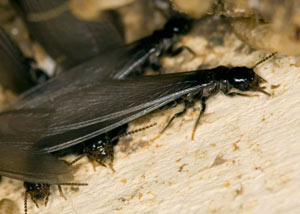Closeup view of a termite new queen breeder in Yarmouth