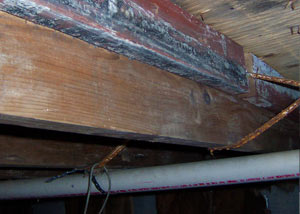 Rotting, decaying wood from mold damage in Oromocto