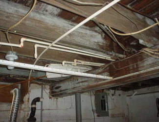 a humid basement overgrown with mold and rot in Bedford